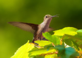 Hummers