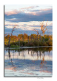 Evening Roost at Pickerington Ponds