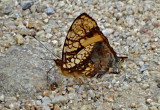 Butterfly Bombuscara1a