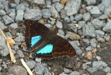 Doxocopa cyane