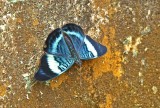 Butterfly Yamkuam