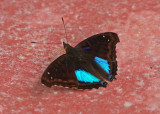 Butterfly Abra Patricia.jpg