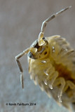 Macro Gallery