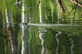 BeaverGreenSwim052011_1680.jpg