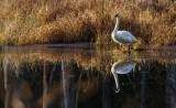 SwanBarnaby2_111714.jpg