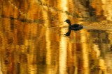 DuckGoldReflectBarnaby030315.jpg 20x30
