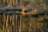 BarnablySloughlWaterscape021515.jpg