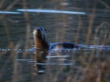 YoungOtterBarnabySlough032615.jpg 20x24