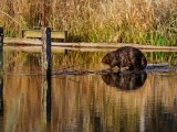 BeaverBarnabySlough033015.jpg