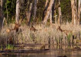 ElkBarnabySlough040815.jpg