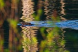 BeaverBarnabySloughRefl050815.jpg 32x48