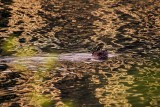 BeaverBarnabySlough_2_051515.jpg 20x30