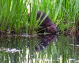 BeaverBarnabySloughEntering051915.jpg 20x24