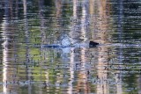 2BeaverSplashBarnabySlough061215.jpg