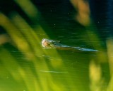 BeaverBarnabySlough_2_061715.jpg