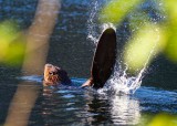 BeaverSlap080415.jpg