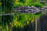 BeaverPackingWillow052415.jpg