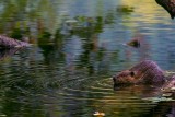 BeaverBarnabySlough091515_2.jpg