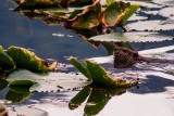 BeaverBarnabySlough091515_3.jpg