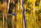 BarnabySloughReflect092715.jpg