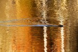 BeaverBarnabySlough102015.jpg