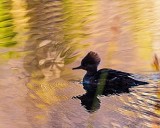 DuckWaterSprite.jpg
