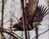 EagleLaunch012416.jpg