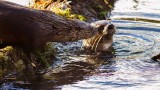 OtterBarnabySlough1_022216.jpg