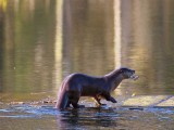 OtterBarnabySlough_032916.jpg