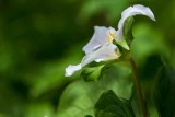 Trillium3_040316.jpg