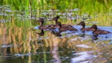 YoungMallardsBarnabySlough062116.jpg