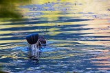 BeaverTailFlip071416.jpg