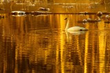 LoneSwanBarnabySlough020717.jpg