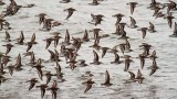 Dunlins022017.jpg