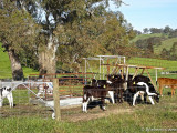 Poddy calves out to graze