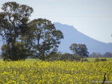 On the Glenelg Highway with The Grampians mountains on our left