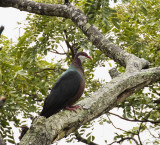 Metallic Pigeon, Parc National Grandes Fougeres, New Caledonia