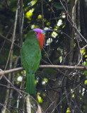 Red-bearded Bee-eater, Sumatra
