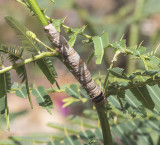 Caterpillar, Sulawesi