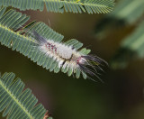Caterpillar, Sulawesi