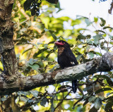 Dusky Broadbill, Sumatra
