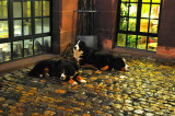 Loyal Friends at Biergarten