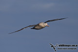 Wandering Albatross a6349.jpg