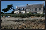 The Old Pine. Plougrescant.