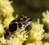Harlequin Bug