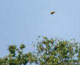 Wielewaal - Eurasian Golden Oriole