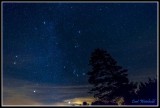 Pine tree & Constellation Orion