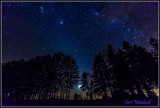 Venus thru pines