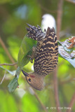 Woodpecker, Buff-rumped (male)