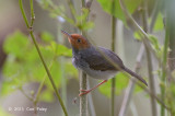 Tailorbird, Ashy (male) @ Pasir Ris